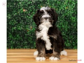Puerto Rico Kaboom F1Mini Bernedoodle (VISITANOS EN GUAYN, Perros Gatos y Caballos