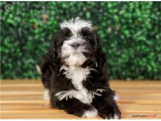 Puerto Rico Kisses Mini Bernedoodle(VISITANOS EN GUAYNAB), Perros Gatos y Caballos
