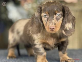 Puerto Rico Dachshund Salchicha Dapple Choc - Los Osos PR, Perros Gatos y Caballos