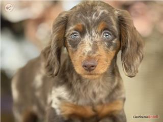 Dachshund Salchicha Nene Choco - Los Osos PR, Mascotas Puerto Rico