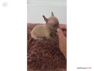 Chihuahua macho  Puerto Rico