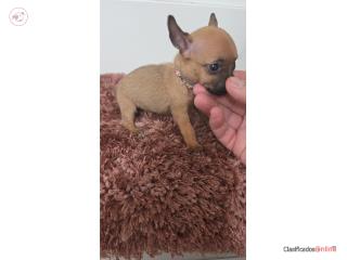 Chihuahua hembra  Puerto Rico