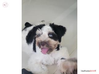 Miniature schnauzer liver parti, Mascotas Puerto Rico