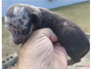 Salchicha merle, Dachshund World