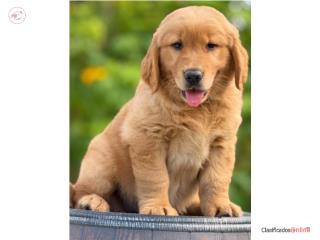 GOLDEN RETRIEVER BIG BONE AKC, Puppy Guy