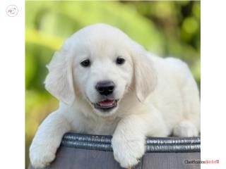 GOLDEN RETRIEVER MEGA BIG BONE BLANCOS Puerto Rico