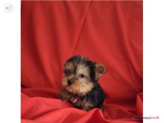 YORKIE TOY MACHO , Puppy