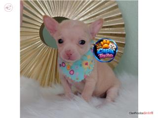 Chihuahua toy nena con papeles , French Lovers