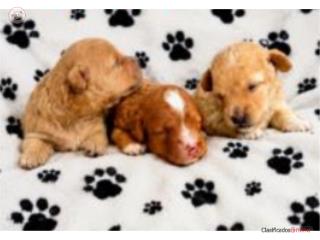 Toy poodle nene y nena , Royal's Puppies & Birds