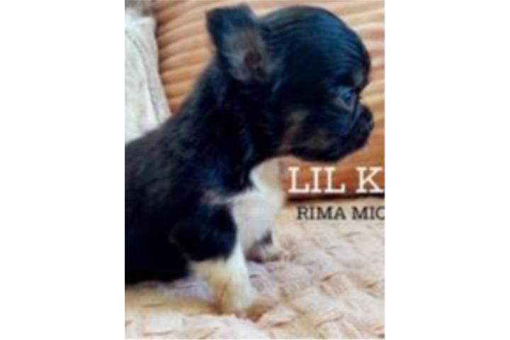 Chihuahua Cabeza De Manzana  Puerto Rico