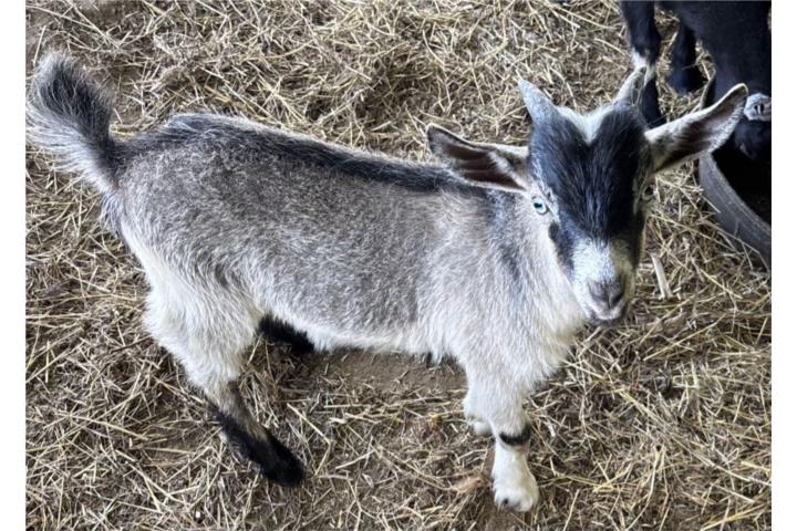 Cabrito  Enano Puerto Rico