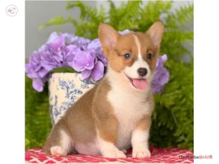 WELSH CORGI PETIT AKC Puerto Rico