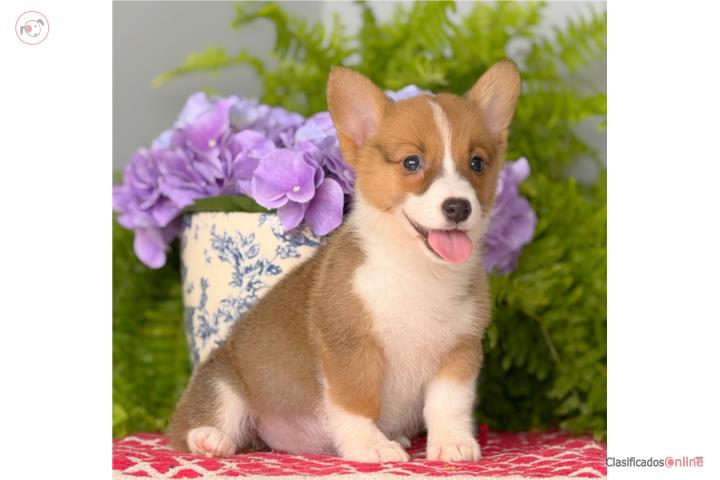 WELSH CORGI PETIT Puerto Rico