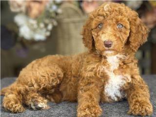 WOW Poodle mediana Ojazos! - Los Osos PR, Los Osos PR