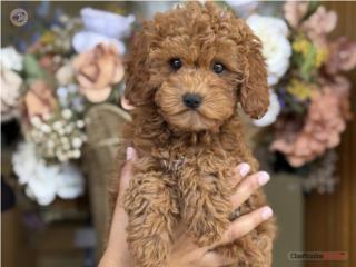 Miniature Poodle AKC - Los Osos PR, Mascotas Puerto Rico