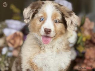 Puerto Rico Hermosa!! Australian Shepherd - Los Osos PR, Perros Gatos y Caballos