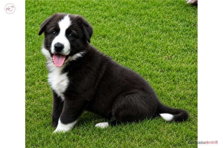 German Shepherd blue panda AKC Puerto Rico