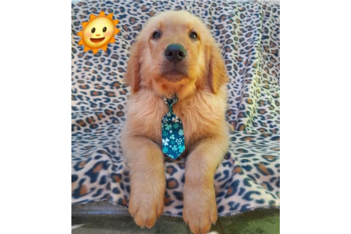 CACHORROS GOLDEN RETRIEVERS  Puerto Rico