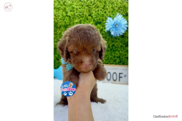 POODLE MINI CHOCOLATE NENE CON PAPELES  Puerto Rico