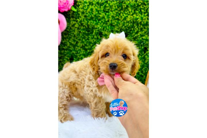 MALTIPOO MINI NENA  Puerto Rico