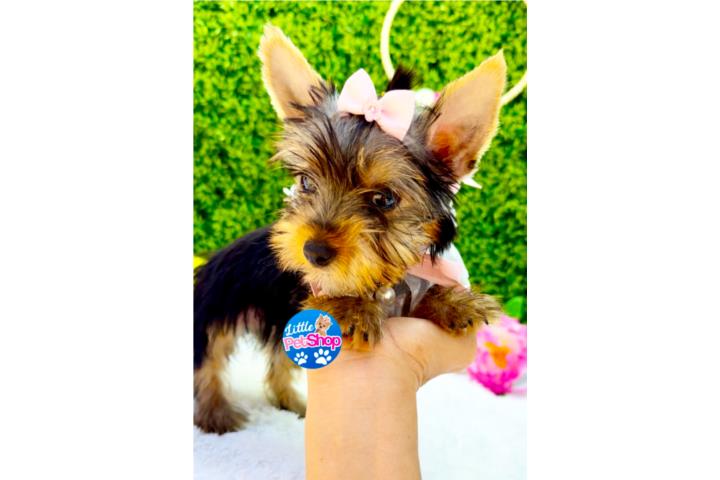 YORKIE TOY NENA CON PAPELES  Puerto Rico