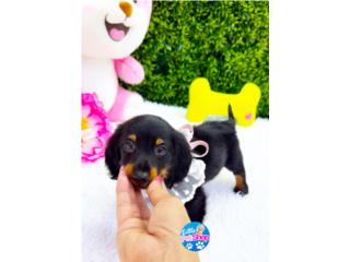 DACHSHUND LONG HAIR NENA CON PAPELES , LITTLE PET SHOP