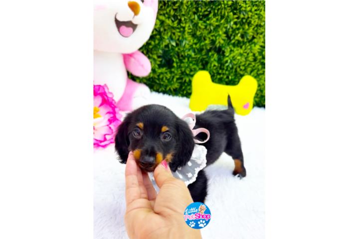 DACHSHUND LONG HAIR NENA CON PAPELES  Puerto Rico