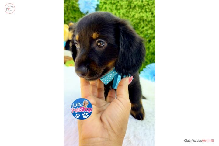 DACHSHUND LONG HAIR NENE CON PAPELES  Puerto Rico