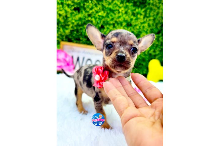 CHIHUAHUA TOY MERLE NENA CON PAPELES  Puerto Rico