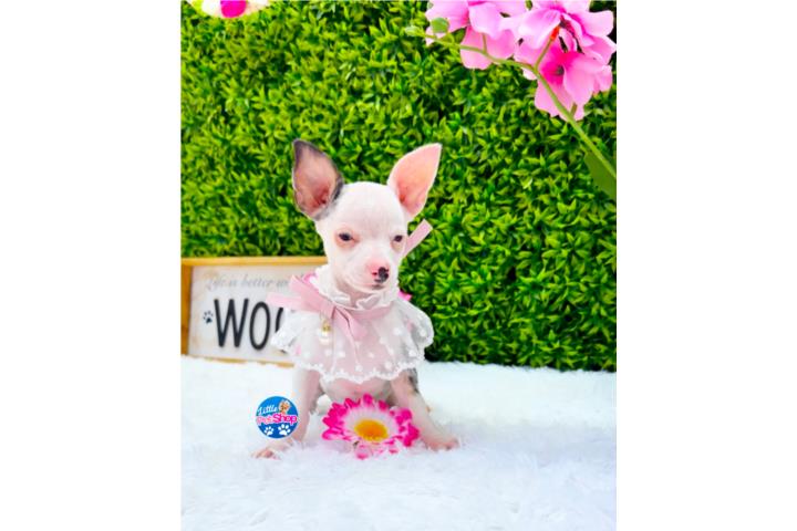 CHIHUAHUA TOY MERLE NENA CON PAPELES  Puerto Rico