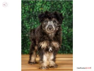 Puerto Rico WAGNER MINI AUSSIEDOODLE (VISITANOS EN GUAYNA, Perros Gatos y Caballos