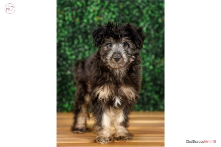 WAGNER MINI AUSSIEDOODLE (VISITANOS EN GUAYNA Puerto Rico