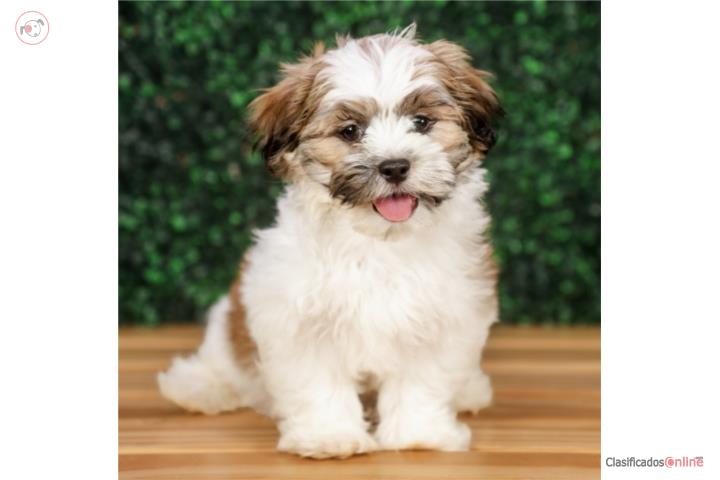 NERO MALSHI - TEDDY (VISITANOS EN GUAYNABO) Puerto Rico