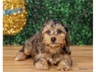 SANDY YORKIE POO(VISITANOS EN GUAYNABO), Mascotas Puerto Rico