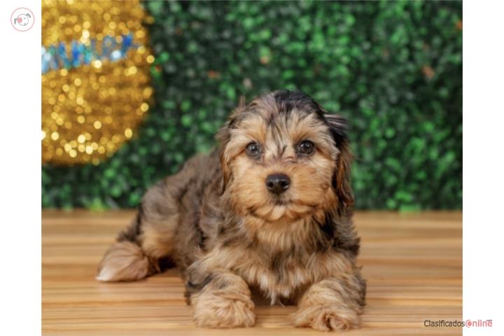 SANDY YORKIE POO(VISITANOS EN GUAYNABO) Puerto Rico