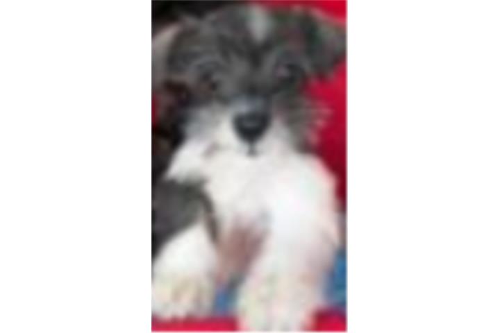 Mini Schnauzer  Puerto Rico