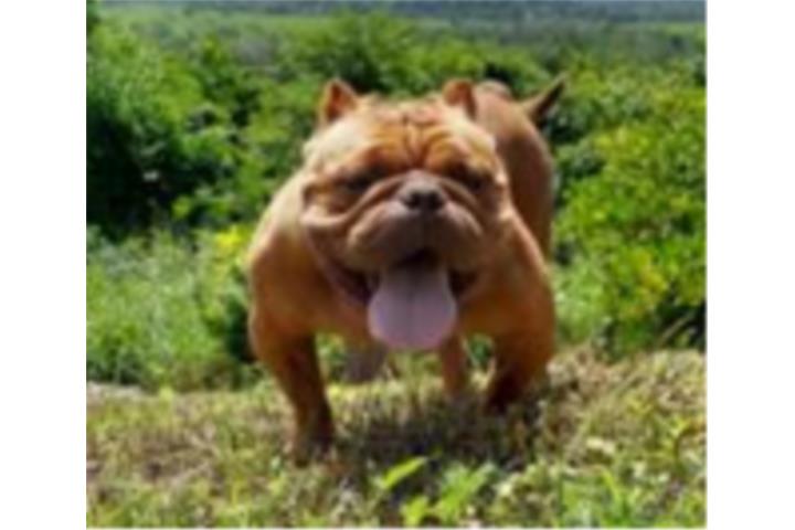 American Bully  Puerto Rico