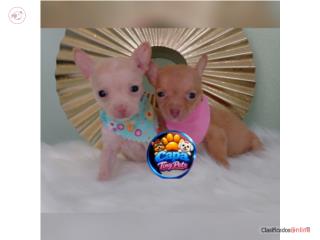 Chihuahua toy nena con papeles , French Lovers