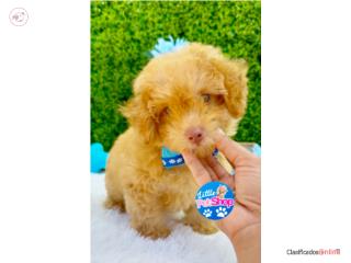 POODLE TOY NENE CON PAPELES , LITTLE PET SHOP
