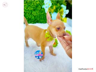 CHIHUAHUA TOY NENE CON PAPELES , LITTLE PET SHOP
