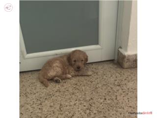 Golden doodle macho, Dachshund World