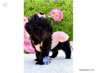 POODLE TOY NENA CON PAPELES , LITTLE PET SHOP