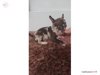 Chihuahua hembra  Puerto Rico