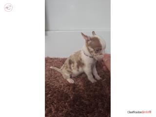 Chihuahua hembra  Puerto Rico