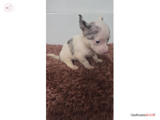 Chihuahua macho , Doble A Pets