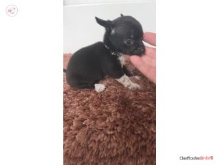 Chihuahua hembra , Doble A Pets
