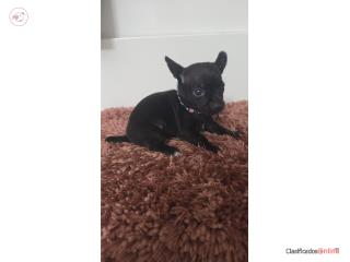 Chihuahua hembra  Puerto Rico
