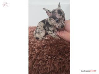 Chihuahua hembra  Puerto Rico