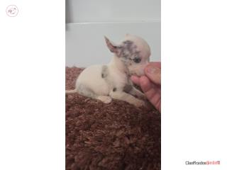 Chihuahua macho  Puerto Rico