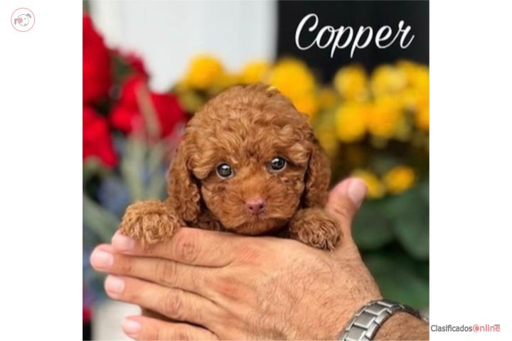 Toy Poodle AKC - Puppy Land PR Puerto Rico